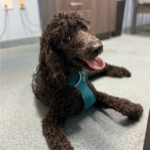 ✨ Meet the Posher ✨ - Picture 1 of 16